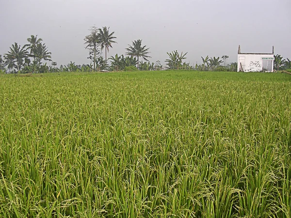 Risfält i byn — Stockfoto