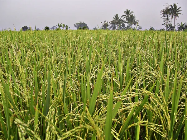 Campo di risaie nel villaggio — Foto Stock