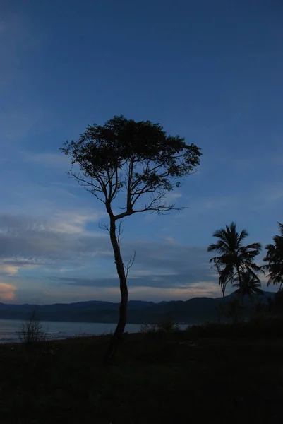 Schöne Silhouette Baum Ansicht — Stockfoto