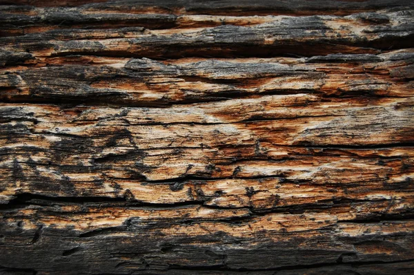 Madeira consumida por vermes, fundo de madeira e textura — Fotografia de Stock