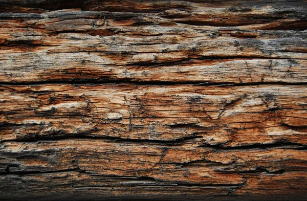 Madera consumida por gusanos, fondo y textura de madera — Foto de Stock