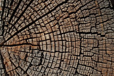 Yakın çekim yıllık halkaları, ağaç gövdesi kesiti