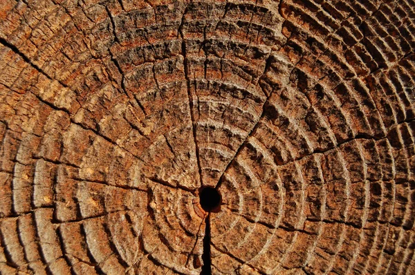 Close-up annual rings, tree trunk cross section
