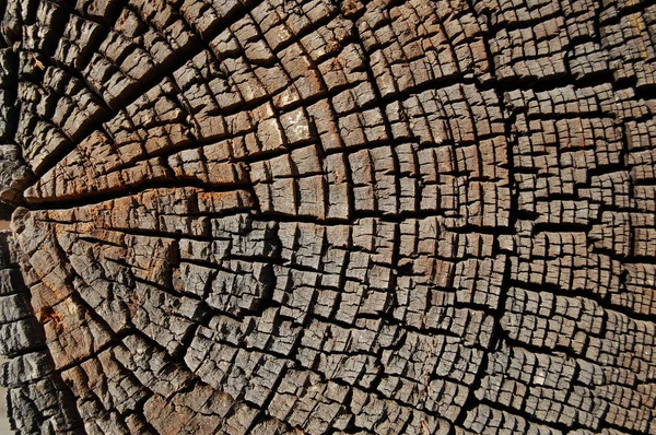 Anillos anuales de primer plano, sección transversal del tronco del árbol — Foto de Stock