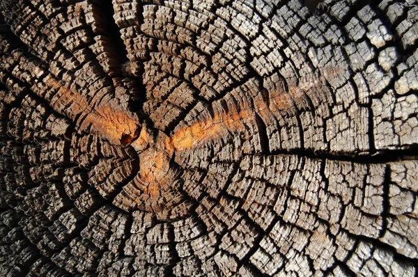 Anillos anuales de primer plano, sección transversal del tronco del árbol — Foto de Stock