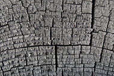 Yakın çekim yıllık halkaları, siyah ağaç gövdesi kesit, karanlık