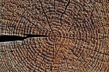 Yakın çekim yıllık halkaları, ağaç gövdesi kesiti