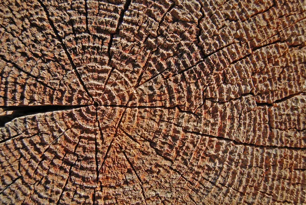 Anillos anuales de primer plano, sección transversal del tronco del árbol — Foto de Stock