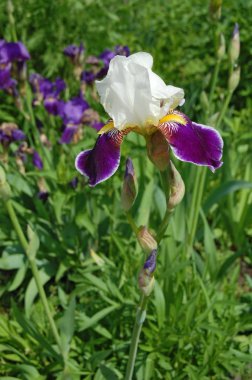 Bahar çiçek, yeşil, yeşil. Glayöl.