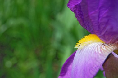 Bahar çiçek, yeşil, yeşil. Glayöl.