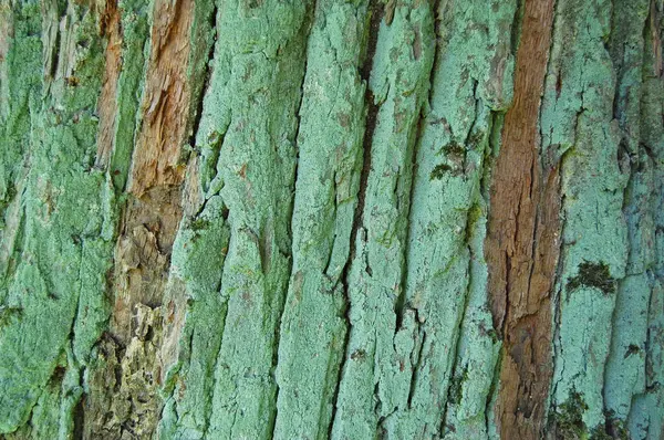 Kora drzewa, Kora drewna — Zdjęcie stockowe