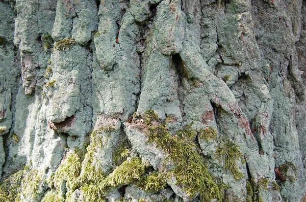 Corteccia d'albero, corteccia di legno — Foto Stock