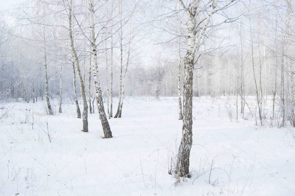 Winter landscape. Birch. Frozen forest. Trees and branches in frost.