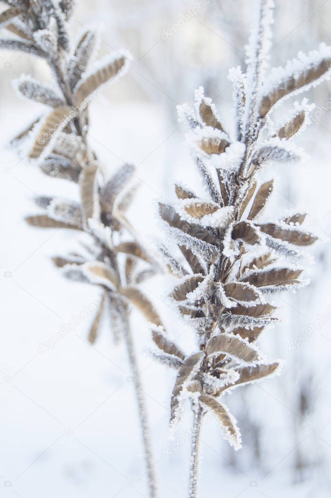 Winter. Macro. Frozen forest. Plants and branches in frost.