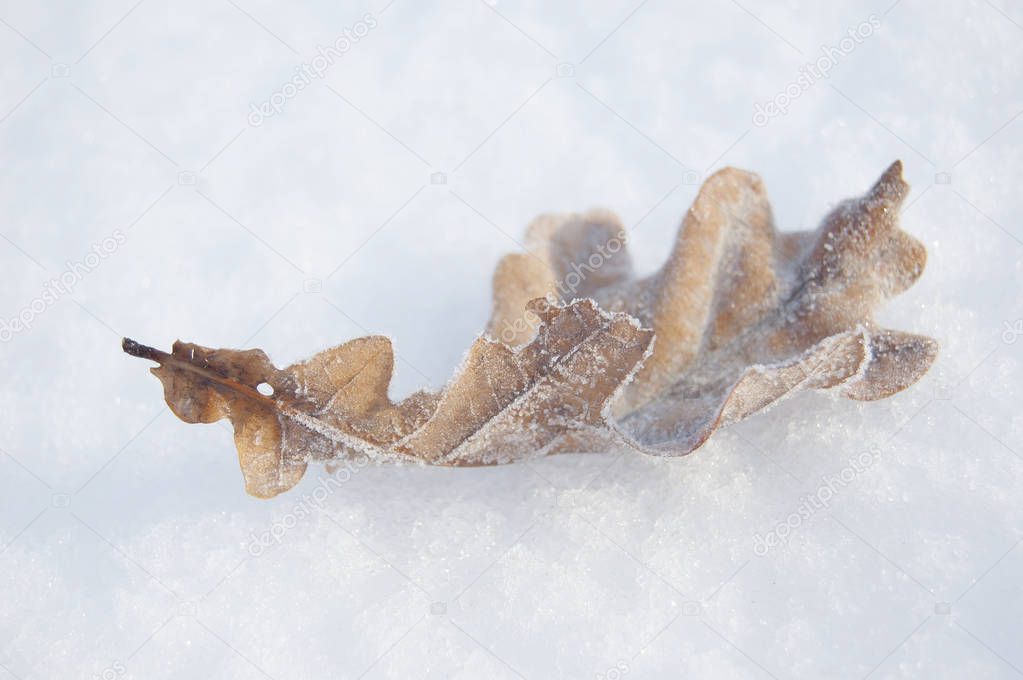 Oak yellow leaf in frost on snow background