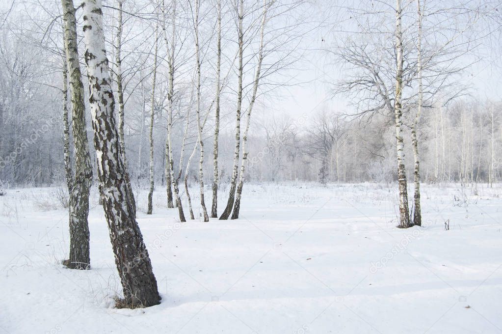 Winter landscape. Birch grove. Frozen forest. 