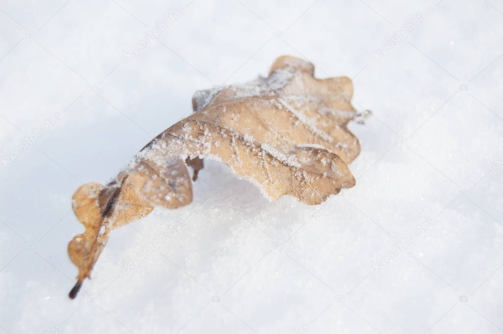 Oak yellow leaf in frost on snow background