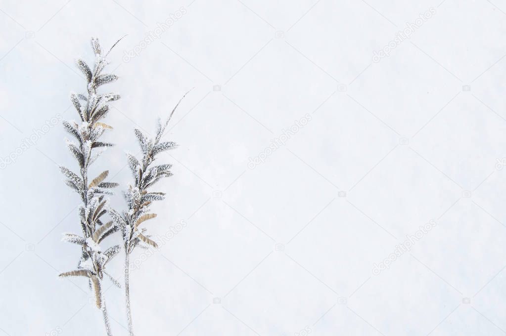 Winter. Macro. Frozen herb on snow background. Plants in frost.