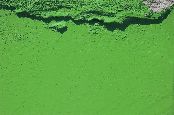 Zelená grunge cementu pozadí. zeleň, barva roku 2017. PANTONE — Stock fotografie