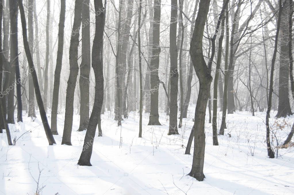 Winter landscape. Ash grove. Frozen forest.  