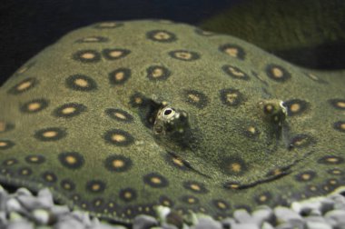 potamotrygon tigrina, kaplan kaymak, kaplan nehir stingray su. 