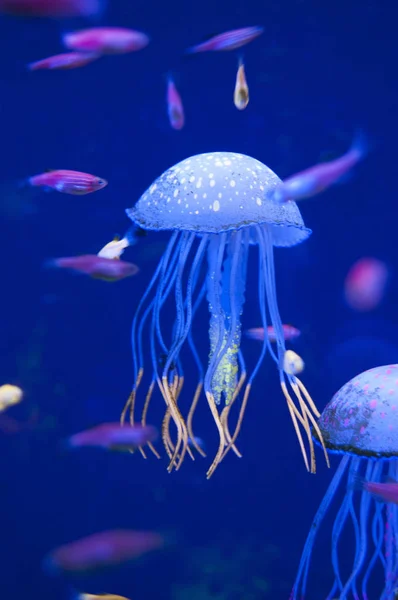 수족관에서 작은 medusas. 대양 또는 바다 주민들, 물고기, 물 식물. — 스톡 사진