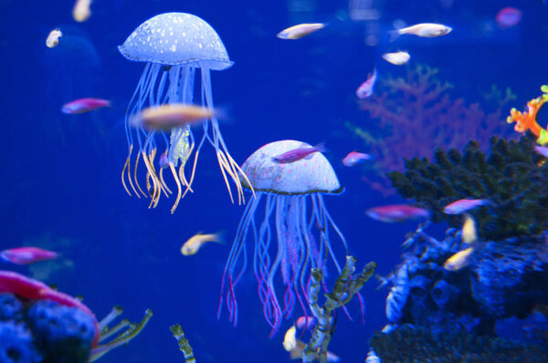 Little medusas in aquarium. Ocean or sea inhabitants, fishes, water plants. 