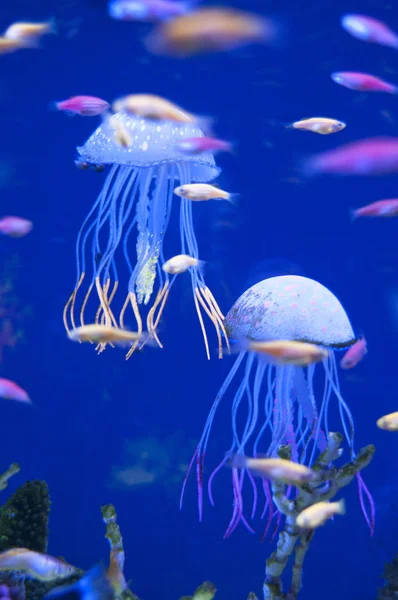 在水族馆的小 medusas。大洋或大海的居民，鱼，植物浇水. 图库照片