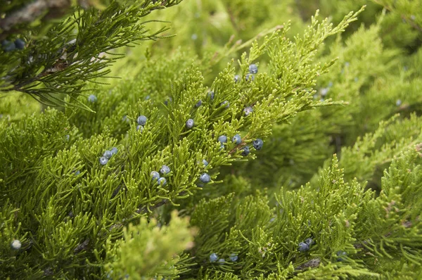 Juniper heester met bessen, cade buitenshuis. Lente achtergrond. — Stockfoto