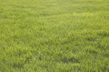Taze yeşil çim arka plan, parlak renk, 