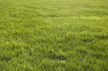 Taze yeşil çim arka plan, parlak renk, 