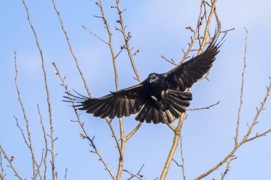 schwarzer Rabe im Flug
