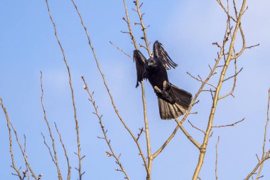 schwarzer Rabe im Flug
