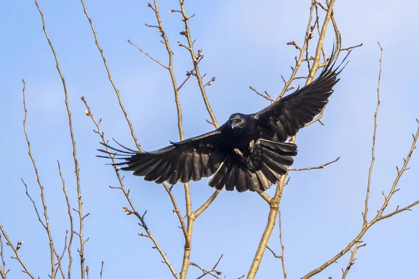 schwarzer Rabe im Flug