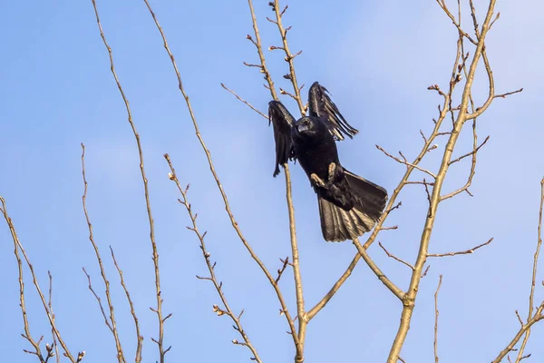 schwarzer Rabe im Flug