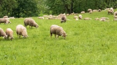 Schafe grasen auf der Weide 
