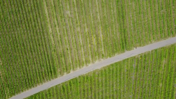 シュトゥットガルトの近くの畑で空中飛行 — ストック動画