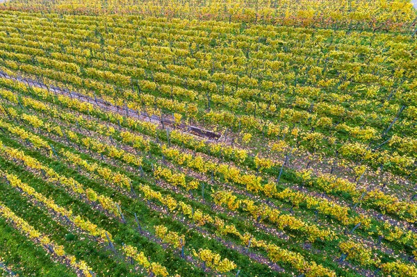 Vista Aérea Das Vinhas Alemanha Outono Imagem De Stock