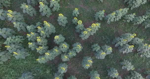 Вид сверху с воздуха на подсолнечное поле — стоковое видео