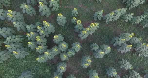 Vista aérea superior do campo de girassol — Vídeo de Stock