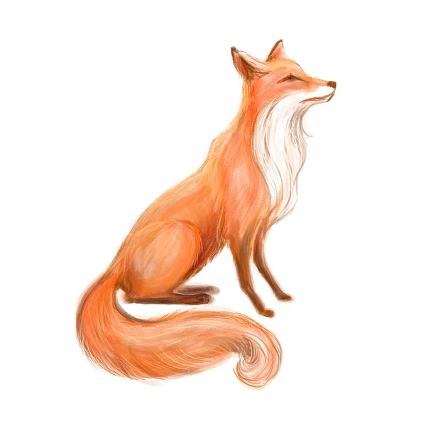 Een prachtige rode vos, een schets uit het leven. getrokken vos — Stockfoto