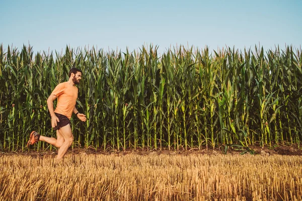 Человек бежит по пшеничному полю в стране — стоковое фото