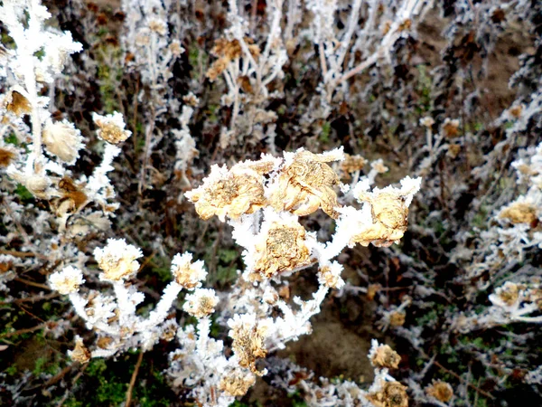 Suchy Lodowaty Kwiat Zimie Świeżym Powietrzu — Zdjęcie stockowe
