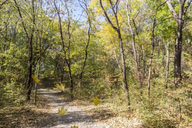 Yapraklar sonbaharda bir park