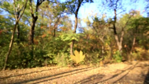 Листья падают в замедленной съемке — стоковое видео