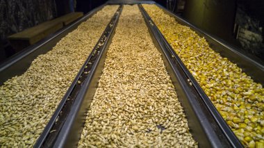 Mısır, milkşeyk ve unmalted arpa