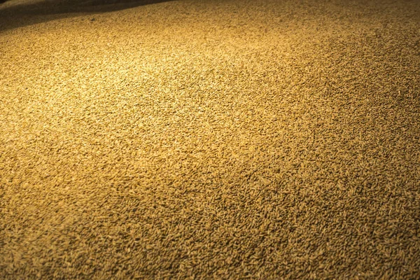 Gran pila de grano de cebada — Foto de Stock