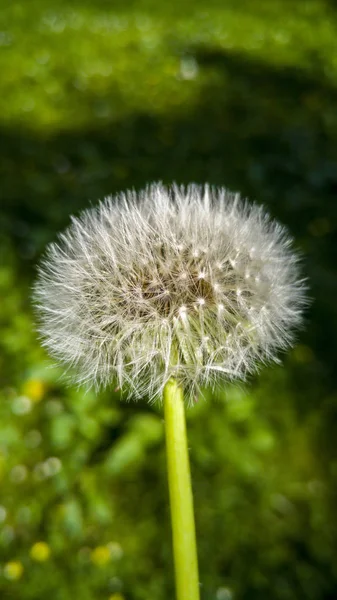 蒲公英的特写 — 图库照片