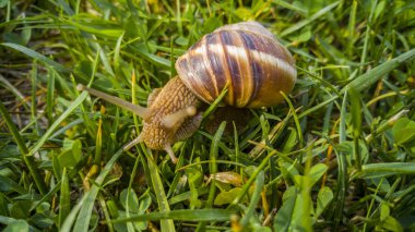 Bir salyangoza yaklaş.