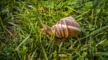 Bir salyangoza yaklaş.